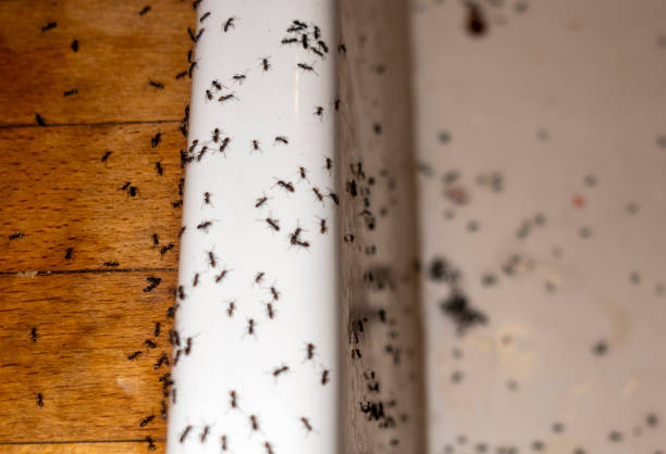 Best Pest Inspection Near Me  in Brooksi, DE